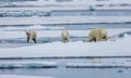 Three polar bears walk over the melting ice floe Royalty Free Stock Photo