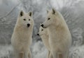 three polar wolves standing in background of the forest