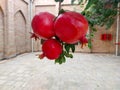 The three pomegranates stand together nicely and are ripe Royalty Free Stock Photo