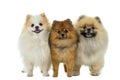 Three Pomeranian - Dwarf Spitz dogs standing in a row isolated on a white background Royalty Free Stock Photo