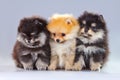 Three Pomeranian puppies Royalty Free Stock Photo