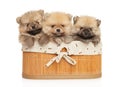 Three Pomeranian puppies in basket Royalty Free Stock Photo