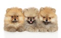 Three Pomeranian puppies lie together Royalty Free Stock Photo