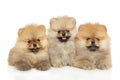 Three Pomeranian puppies lie together Royalty Free Stock Photo