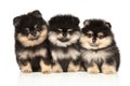 Three Pomeranian puppies sit together Royalty Free Stock Photo