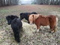 Three ponies feeding on hay