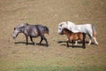 Three ponies grazing at a horse farm, stallion, mare and colt Royalty Free Stock Photo