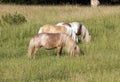 Three ponies on the meadow