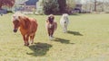 Three ponies walk or run across a green farm field