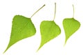 Three Poplar leaf