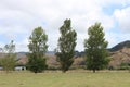 Three poplar trees