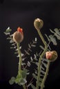 Three poppies buds with eucaliptus, black background