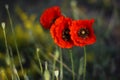 Three poppies flowers in the wheat field