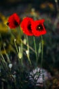 Three poppies flowers in the wheat field