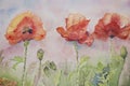 Three poppies in the grass