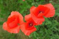 Three poppies