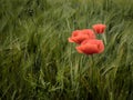 three poppies grow in the grass in the field