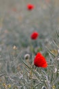 Three Poppies