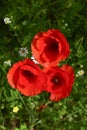 Three poppies