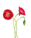 Three poppy