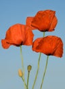 Three poppy flowers