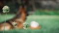 Three poppy flowers on the background of a Caucasian Shepherd Dog lying on the grass in the yard of a house