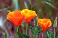 Three Poppy Flowers Orange Colors Royalty Free Stock Photo