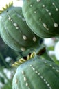 Three poppy heads Royalty Free Stock Photo