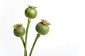 Three Poppy Heads Filled With Seed Royalty Free Stock Photo