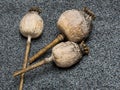 Three poppy heads laid on the layer of poppy seeds, close up