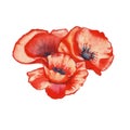 Three poppy. isolated. watercolor illustration