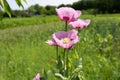 Three poppy opium flowers Royalty Free Stock Photo