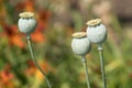 Three Poppy Seed heads Royalty Free Stock Photo