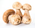Three porcini mushroom. Cep on white Royalty Free Stock Photo