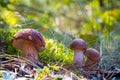 Three porcini mushrooms grow in autumn forest Royalty Free Stock Photo