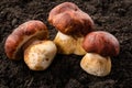 Three porcini mushrooms. Grow in forest Royalty Free Stock Photo