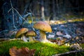 Three porcini mushrooms growing in nature Royalty Free Stock Photo
