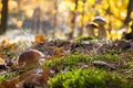 Three porcini mushrooms grows in wood Royalty Free Stock Photo