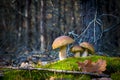 Three porcini mushrooms in nature Royalty Free Stock Photo