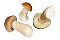 Three porcini mushrooms on white background Royalty Free Stock Photo