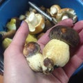 Three porcini musrooms fused together in a hand