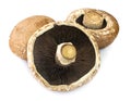 Three portobello mushrooms an isolated on white background Royalty Free Stock Photo
