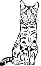 Cat, Bengal cat, figure, 3 variants of the image, vector, illustration