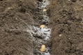 Three potatoes in fertilized soil ready for spring planting