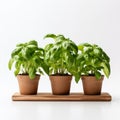 Innovating Techniques: Three Potted Basil Plants In Iso 200 Style Royalty Free Stock Photo