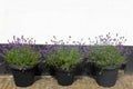 Three pots blooming Lavender Hidcote white wall, Netherlands