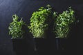 Three pots with different herbs on black background Royalty Free Stock Photo