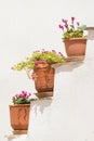 Three pots with flowers against a white wall. Royalty Free Stock Photo