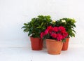 Three pots of flowers at a white wall Royalty Free Stock Photo