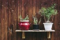 Three pots of green plants on a shelf Royalty Free Stock Photo